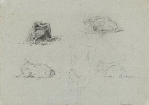 Studies of Cows