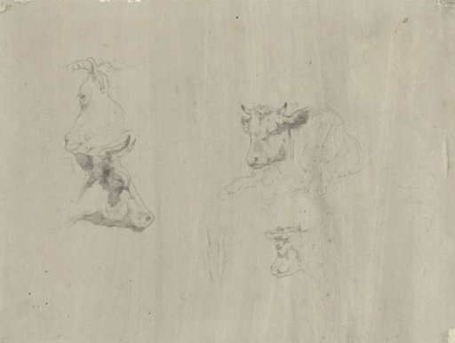 Studies of cows