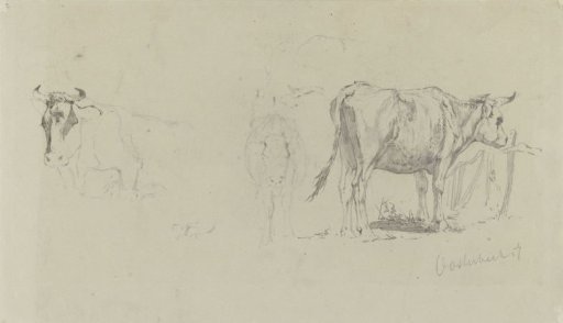 Studies of cows