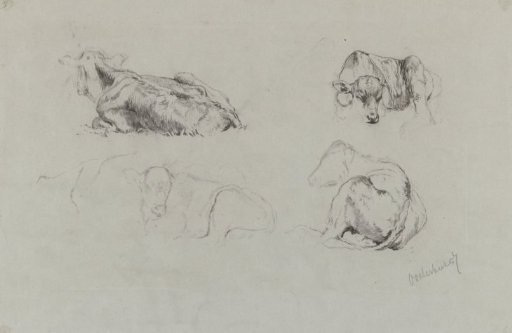 Studies of cows