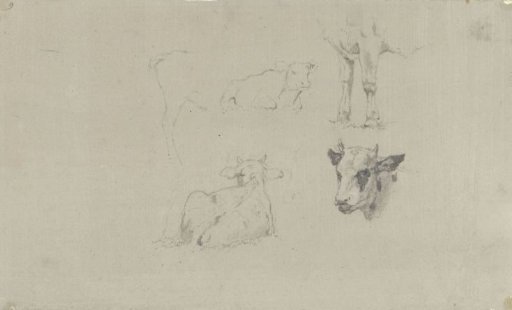 Studies of cows