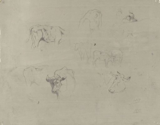 Studies of cows