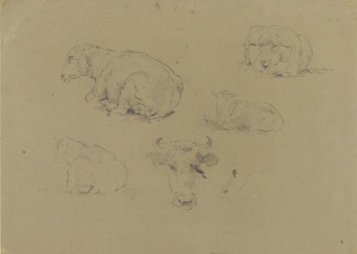 Four Studies of a Sheep and One of a Cow