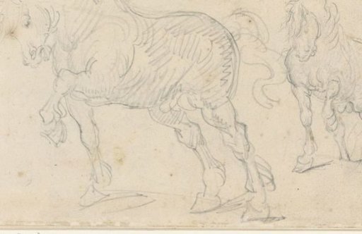 Horse studies