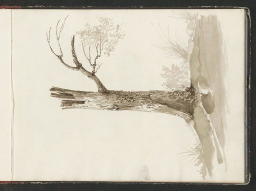 Halved tree trunk