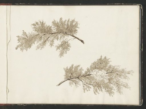 Tree branches