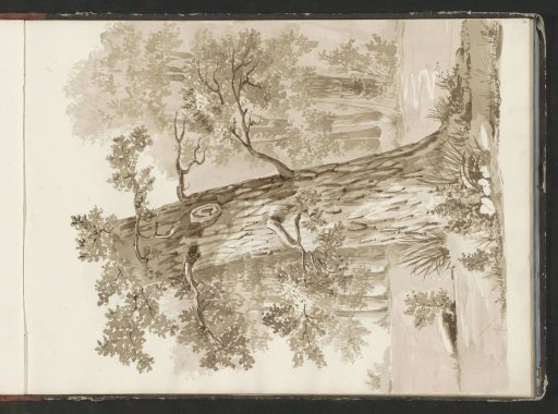 Freestanding tree at a forest edge