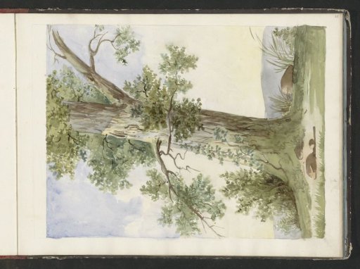 Tree in a landscape