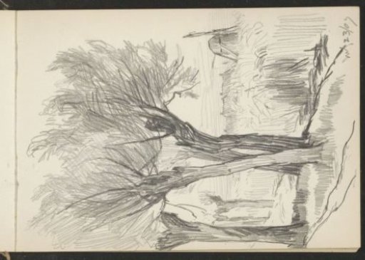Willows along a ditch