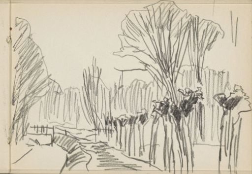 Pollarded willows along a canal