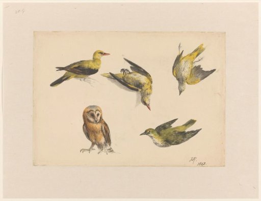 Studies of a tawny owl and four lapwings