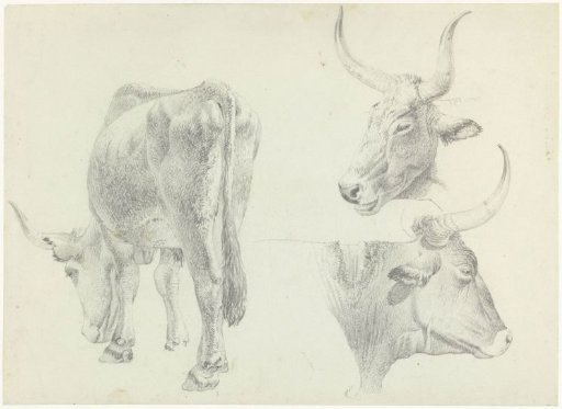 Three studies of Italian cattle