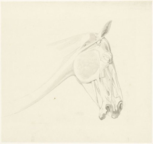Anatomical study of the muscles of a horse's head