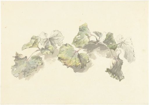 Study of leaves