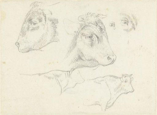 Studies of cows and cow heads