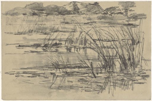 Reeds in the water