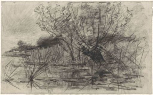 Pollarded willow by the water
