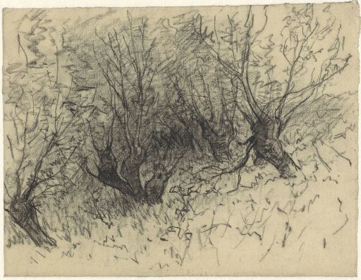 Several pollard willows