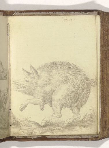 Wild Boar