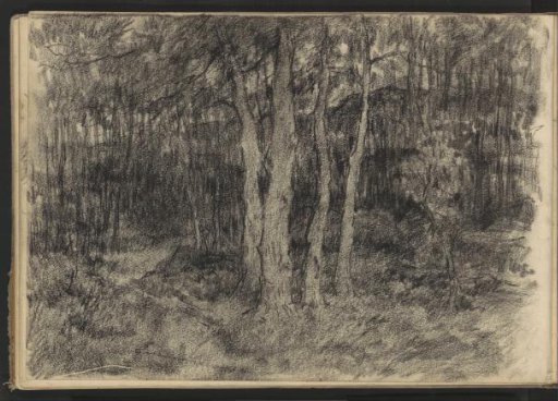 Forest view