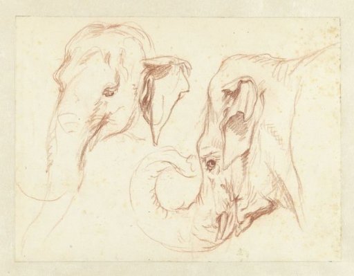 Two sketches of the head of an elephant