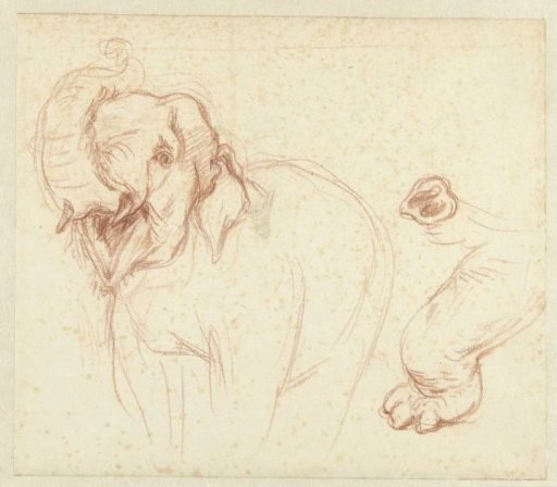 Sketch of an elephant, foot and trunk