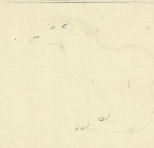 Sketch of a tapir