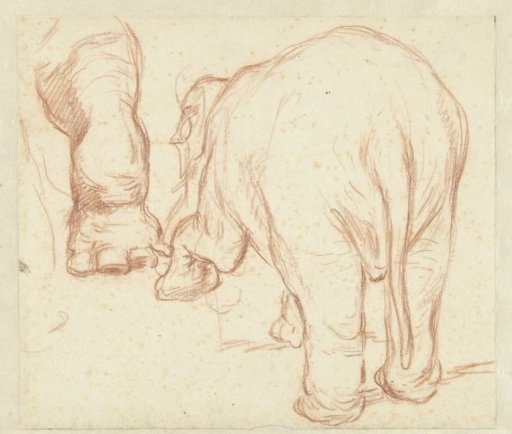 Standing elephant, from behind, and a foot