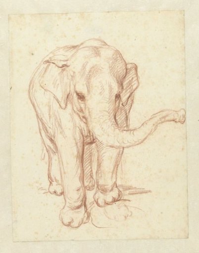 Standing elephant, from the front