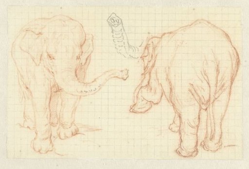 Two studies of an elephant and a trunk