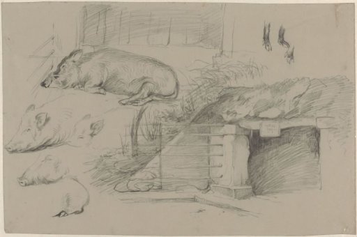 Sketch sheet with studies of pigs in the wild boar park in Artis