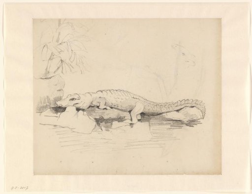 Crocodile