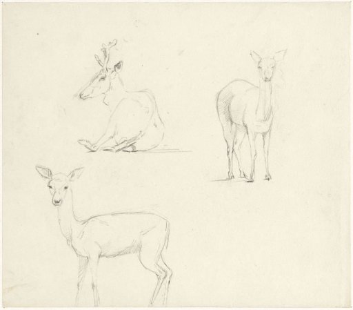 Studies of a deer