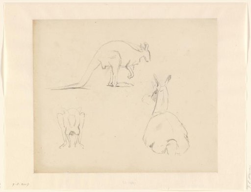 Sketches of kangaroos