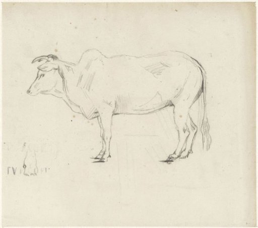 Water buffalo