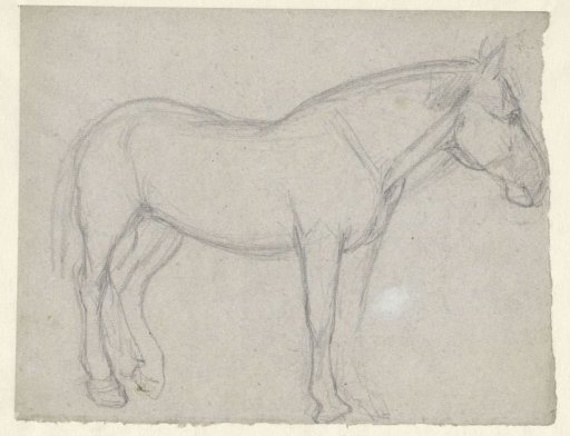 Study of a horse