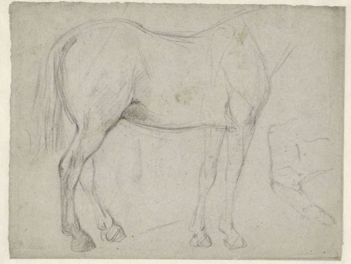 Studies of a horse