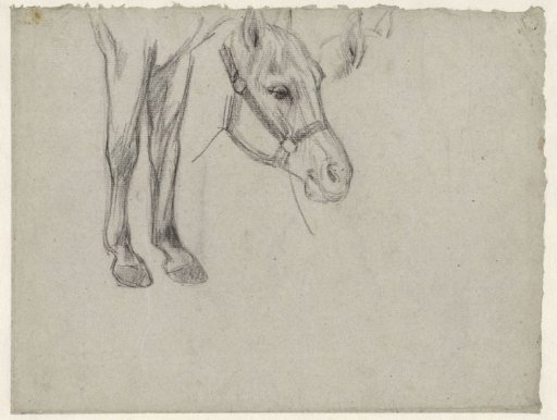 Studies of a horse