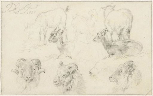 Studies of sheep and goats