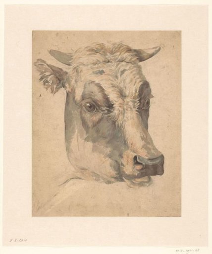Head Of A Cow