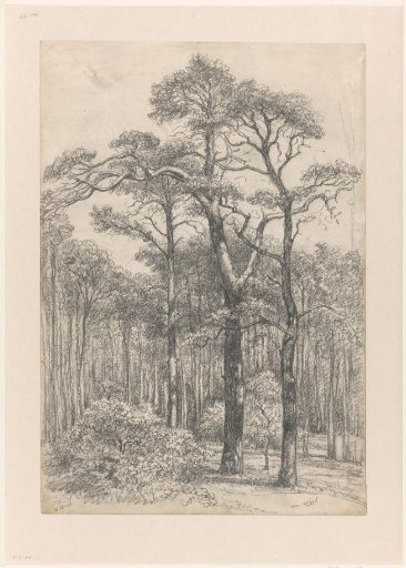 Wooded landscape