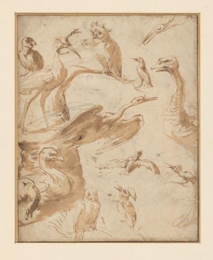Studies of birds