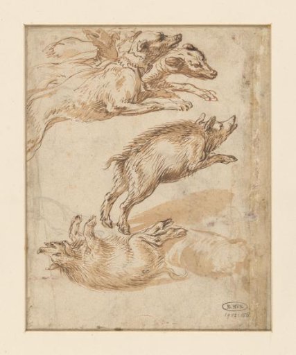 Studies of wild boars and a group of dogs
