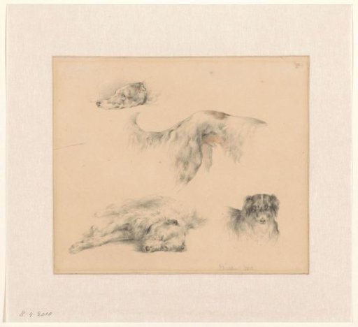 Various studies of dogs