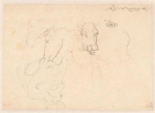 Sketch Sheet With Some Sketches Of Cows