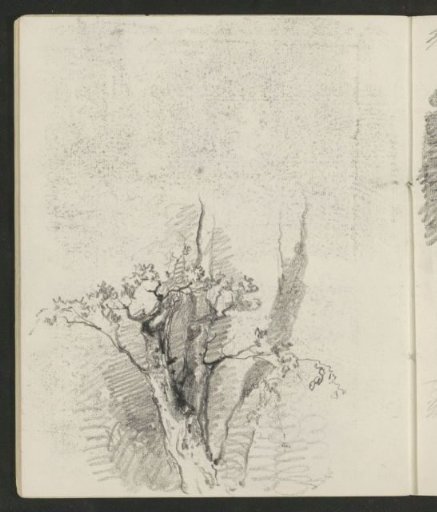 Tree in leaf