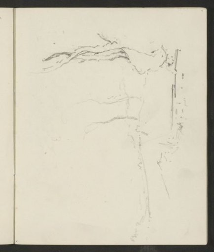 Trees by a road