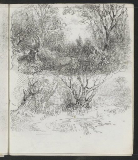 Forest and trees along a path