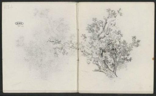 Tree in leaf