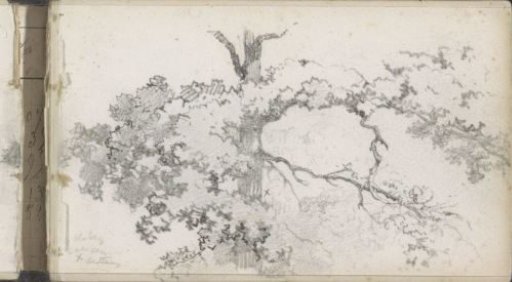 Tree in leaf